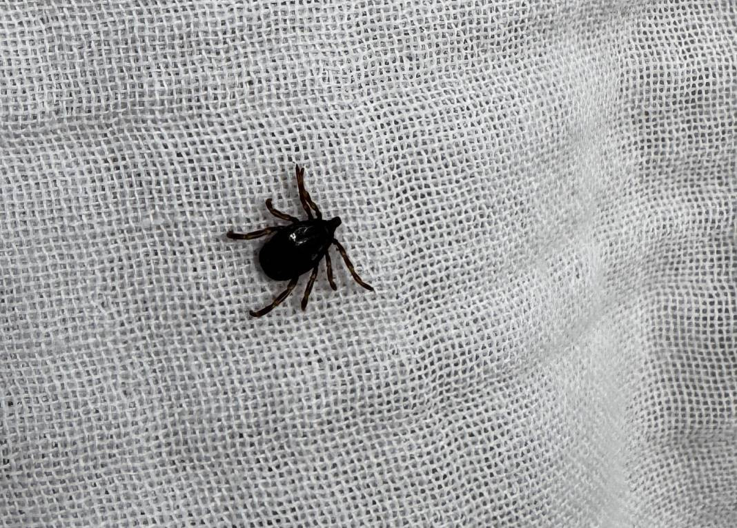 Havalar ısındı kabus geri döndü! 3 kişi öldü, 300 kişi tedavi görüyor - Resim: 3